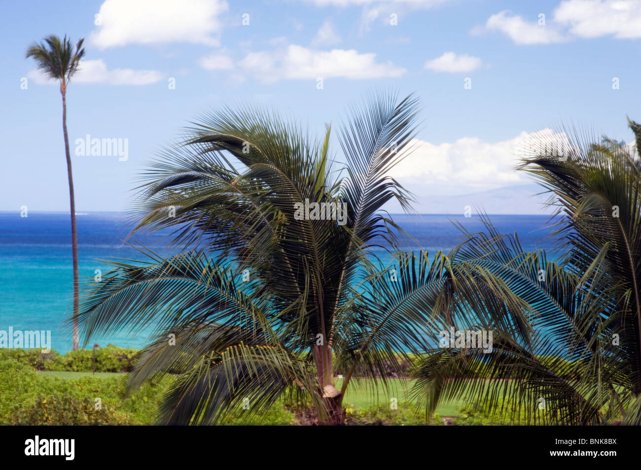 Hawaiian landscape with palm trees and blue ocean and sky on a sunny ...