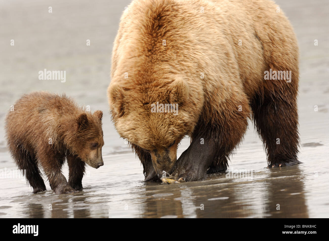 Stock photo of an alaskan coastal brown bear sow and cub clamming at ...
