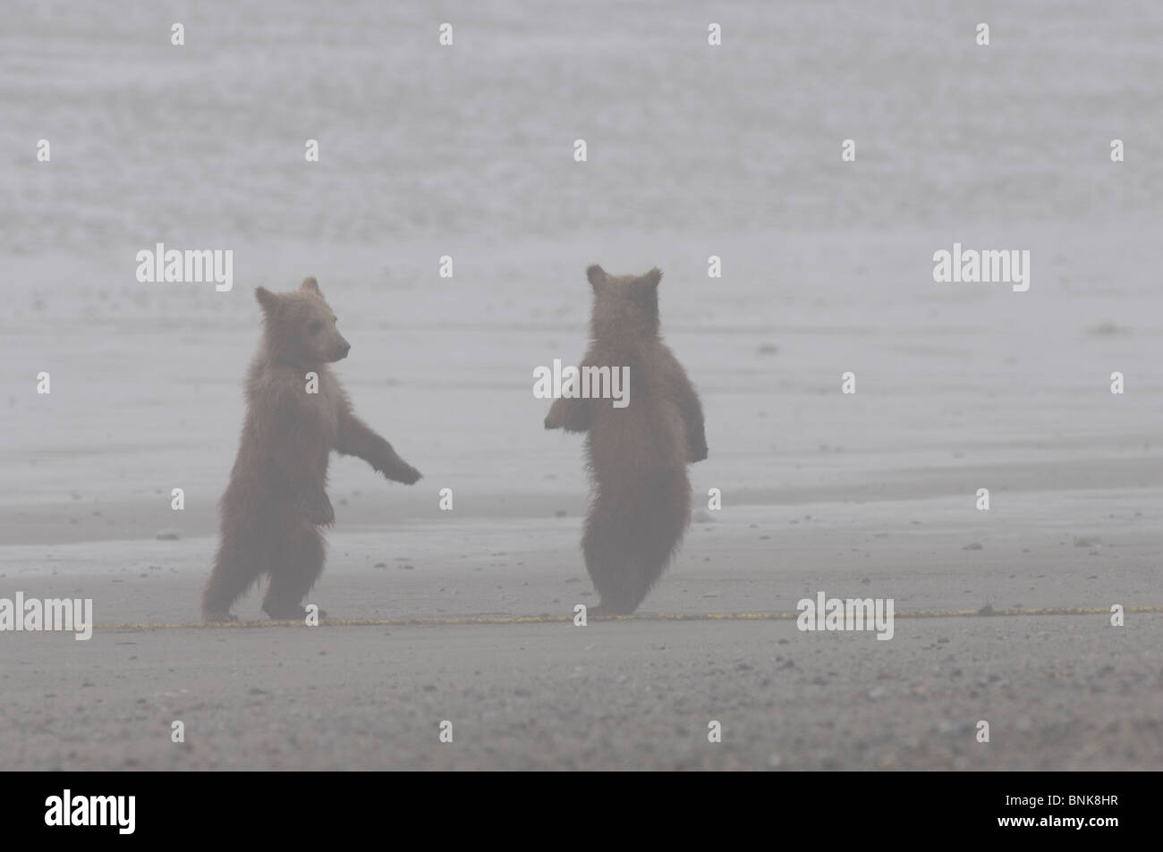 Stock photo of two Alaskan coastal brown bear cubs dancing on the beach ...