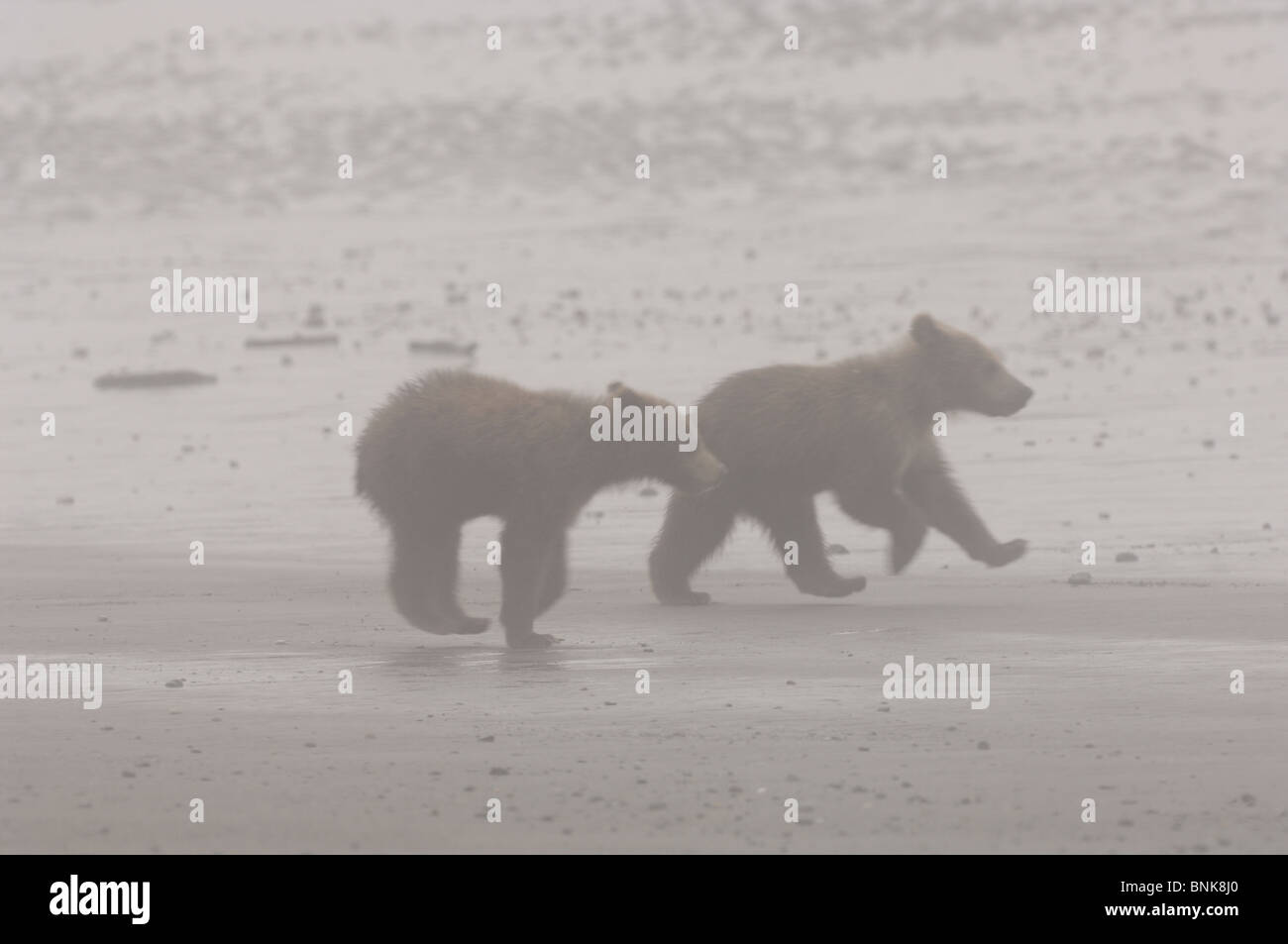 Stock photo of two Alaskan brown bear cubs running across a beach in the fog. Stock Photo