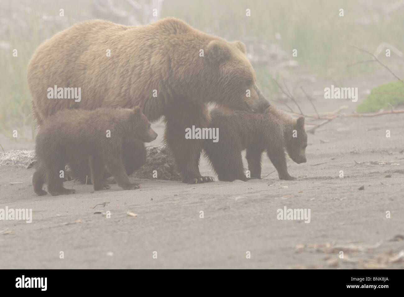 Stock photo of an Alaskan brown bear sow and two cubs standing together ...