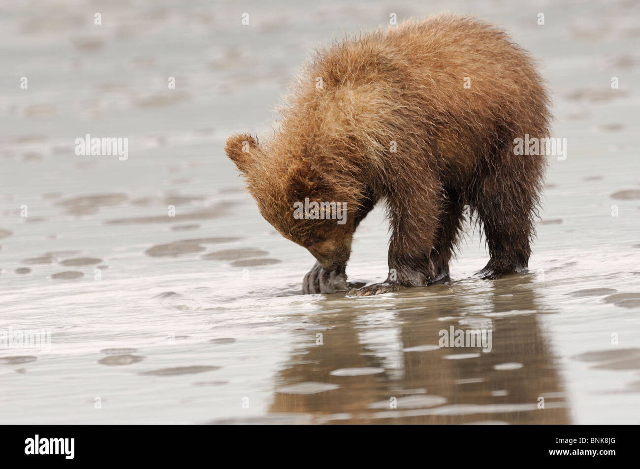Stock photography of an Alaskan coastal brown bear cub learning to dig ...