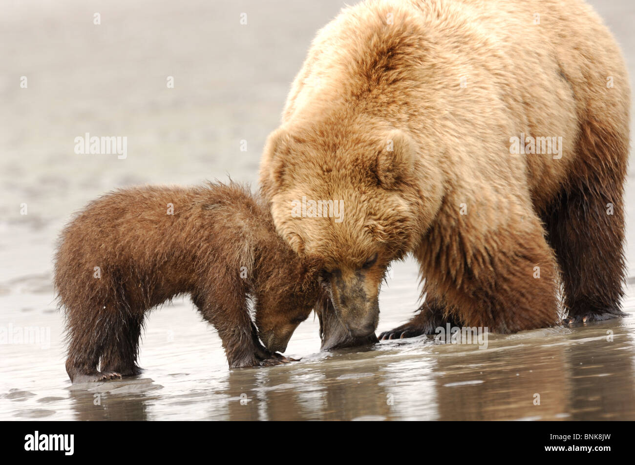 Stock photo of an alaskan coastal brown bear sow and cub clamming at ...