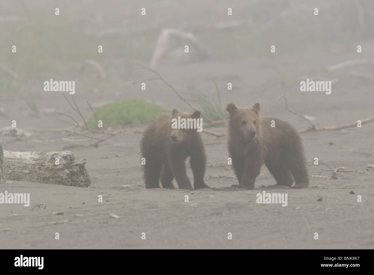 Stock photo of two Alaskan brown bear cubs standing together on a beach ...