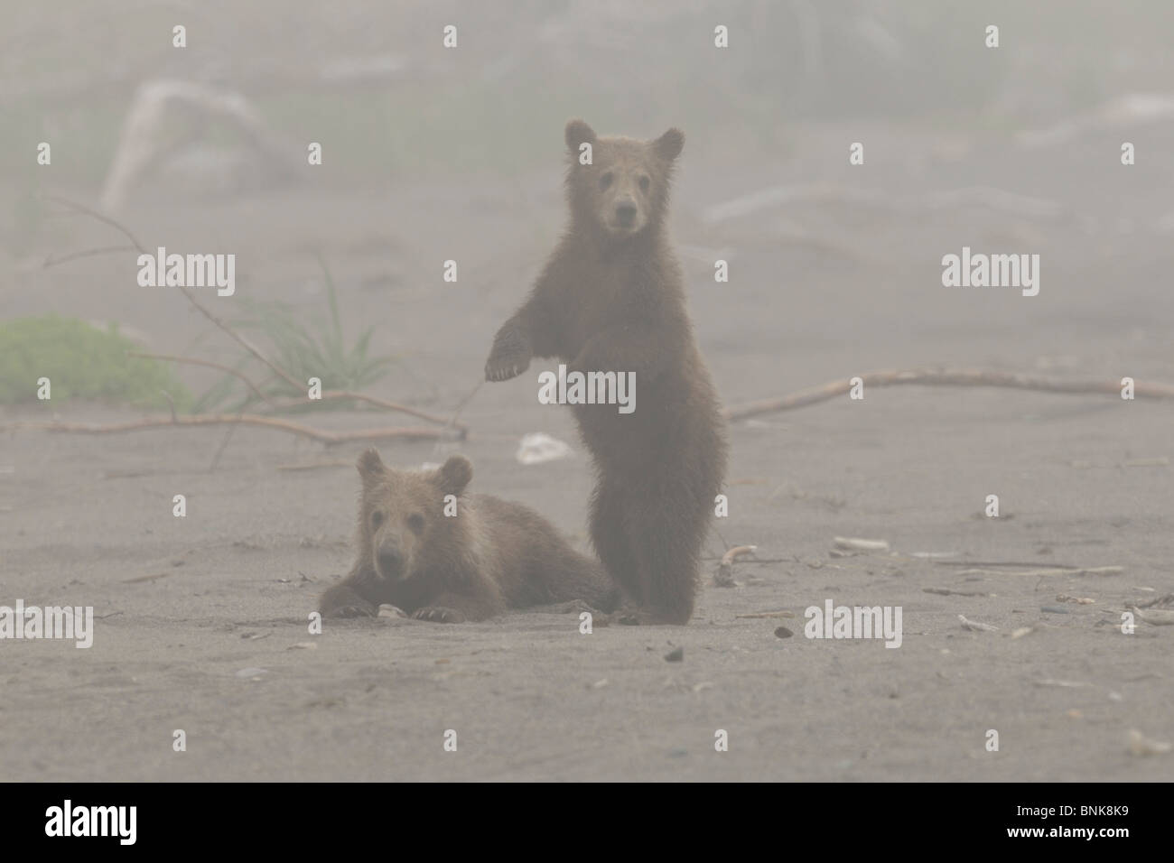 Stock photo of two Alaskan brown bear cubs standing together on a beach ...
