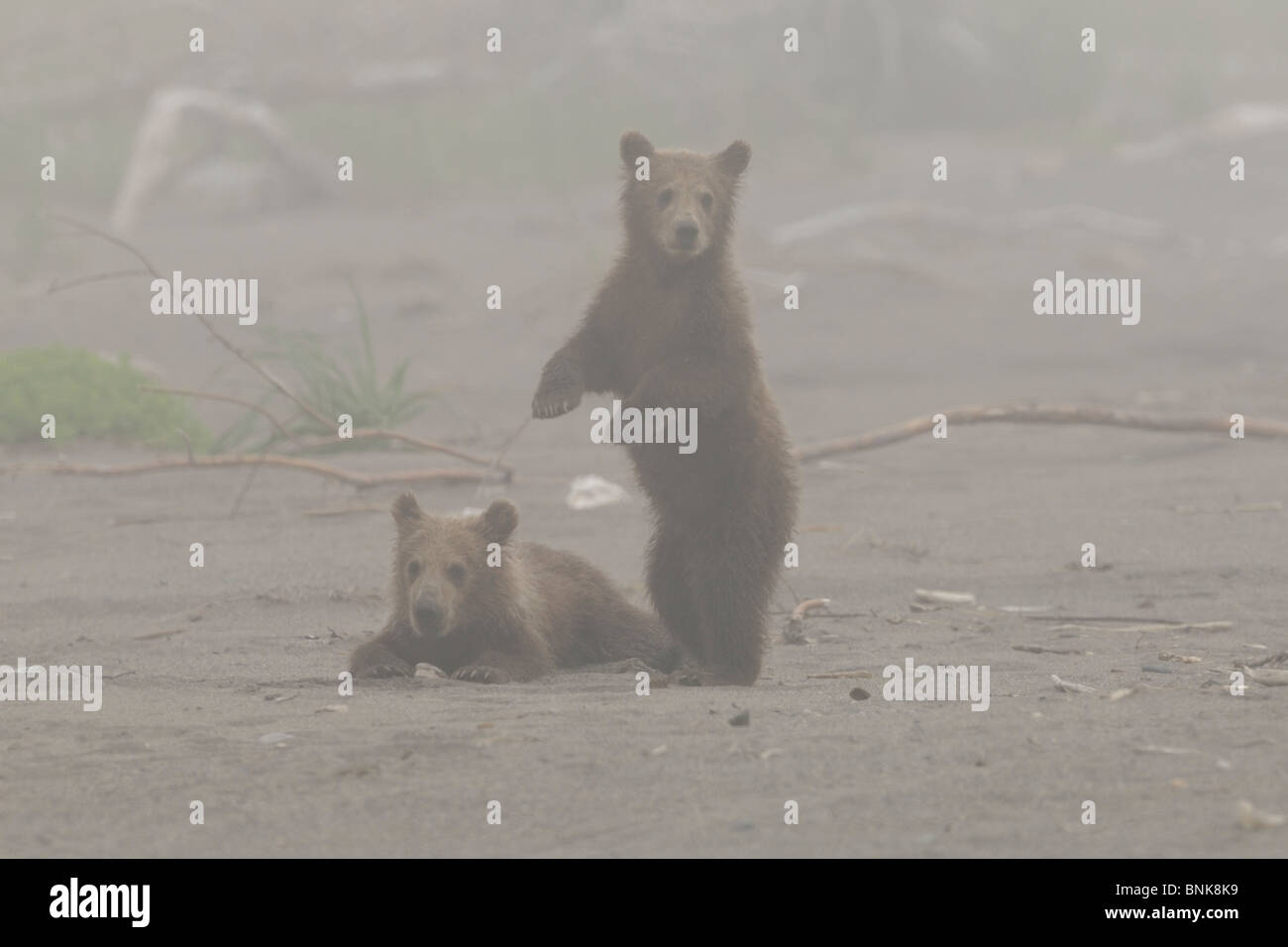 Stock photo of two Alaskan brown bear cubs standing together on a beach in the fog. Stock Photo