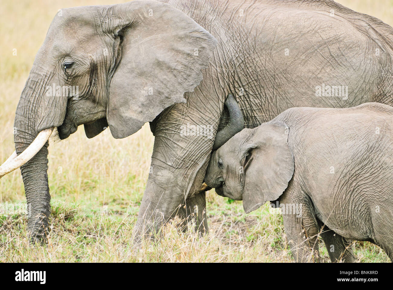 An African elephant calf nursing in the Masai Mara of Kenya. Stock Photo