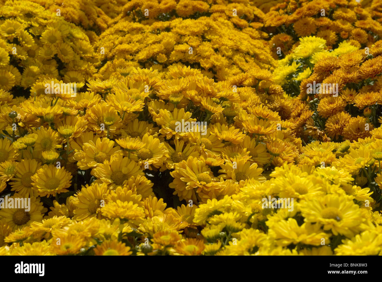 Mums in Bloom Stock Photo Alamy