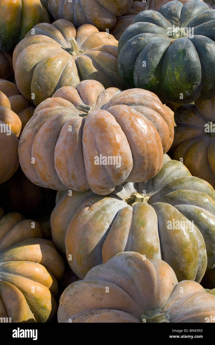 Pumpkins in a Pile Stock Photo - Alamy