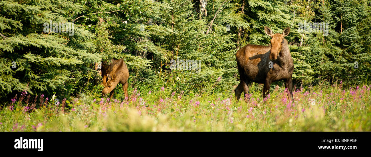 Moose foraging in Alaska Stock Photo - Alamy