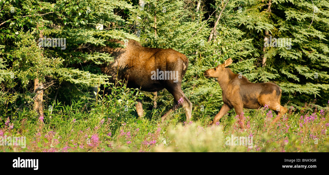 Moose foraging in Alaska Stock Photo - Alamy