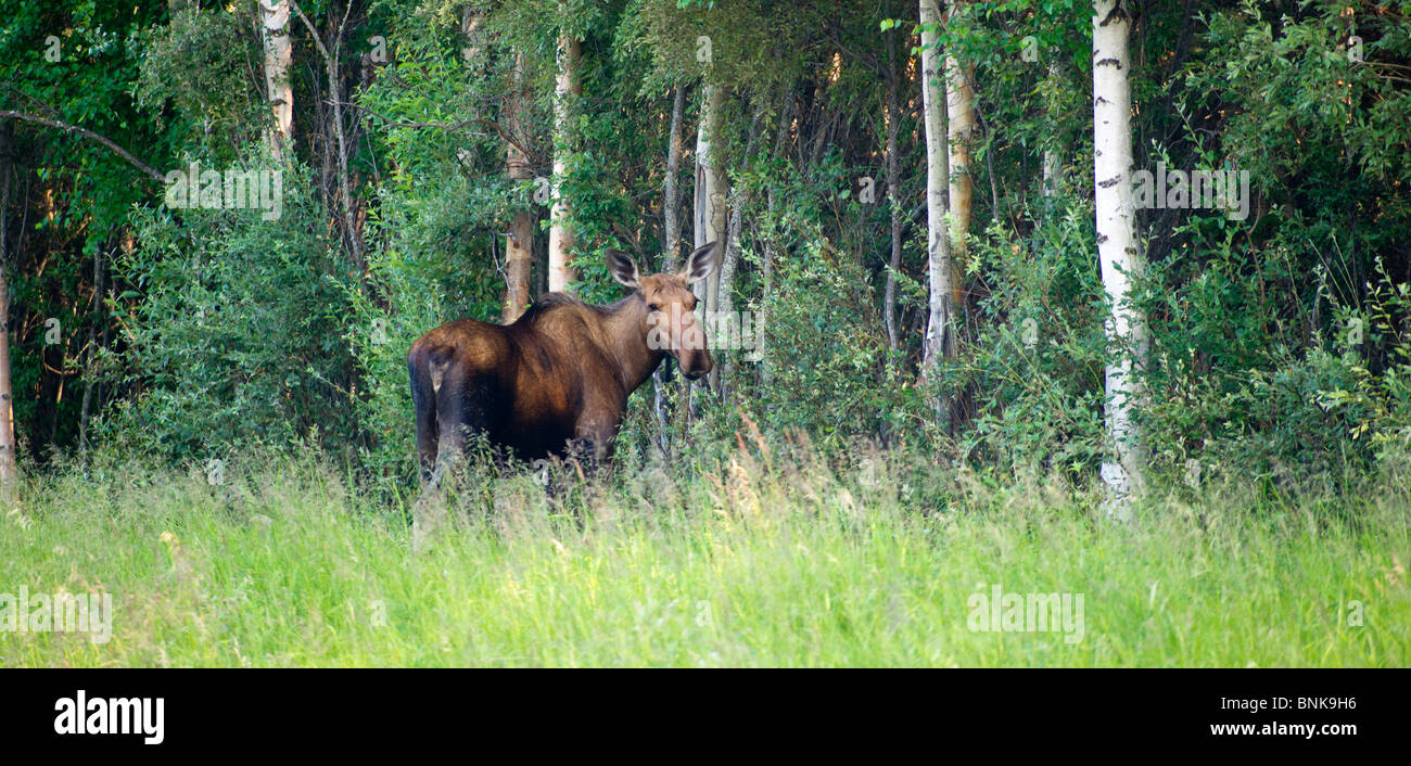 Moose foraging in Alaska Stock Photo - Alamy