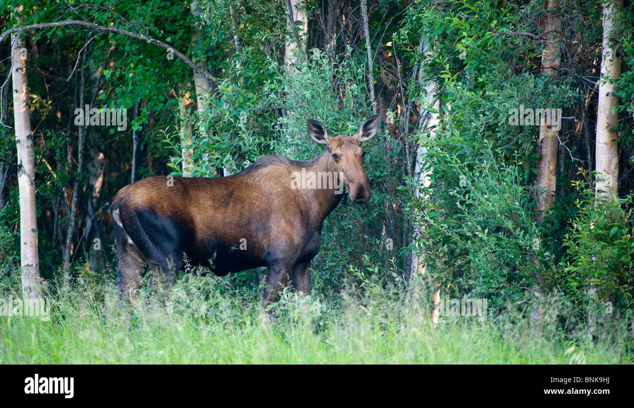 Moose foraging in Alaska Stock Photo - Alamy