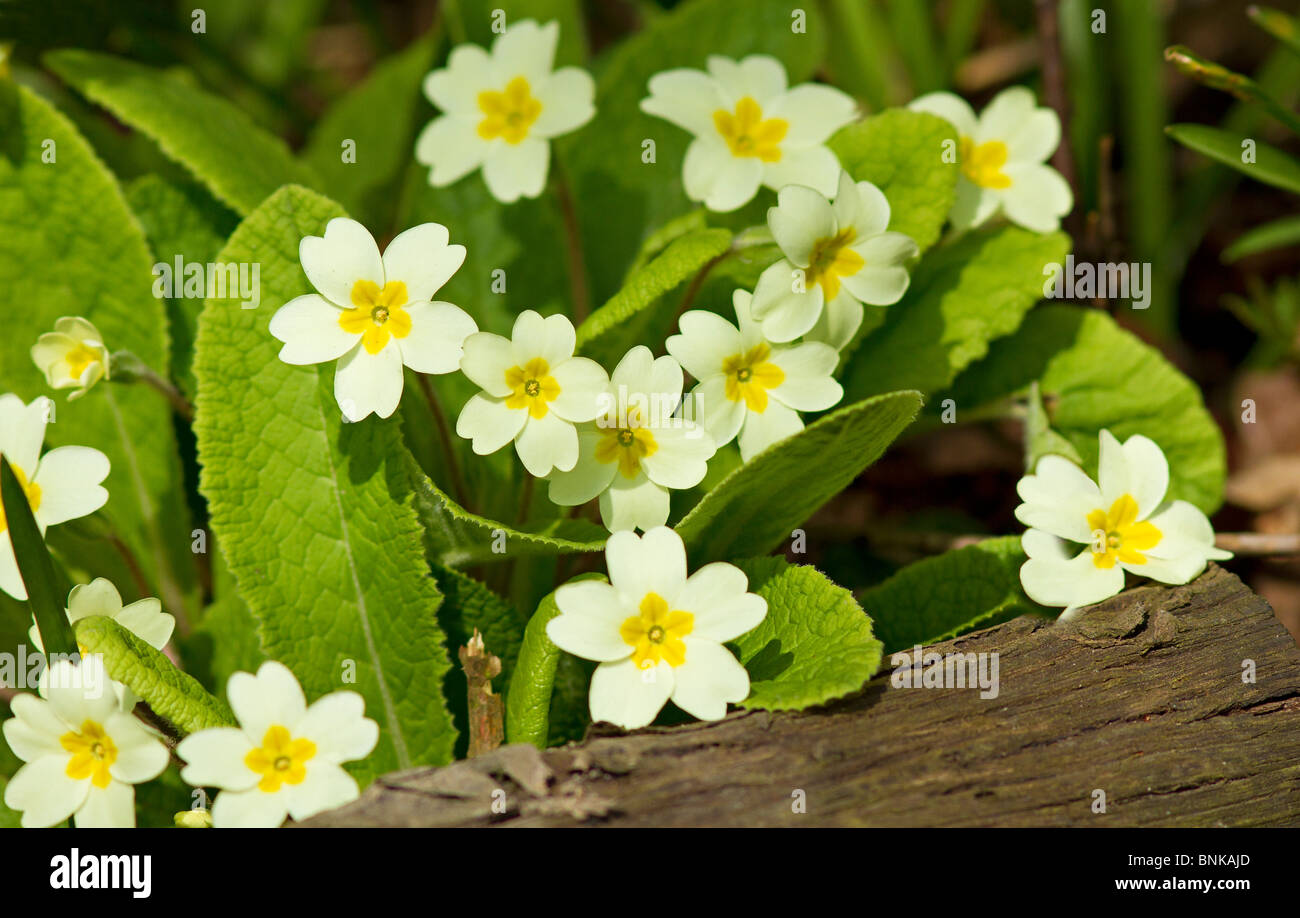 Close up of yellow Spring Primroses (Primula vulgaris) in bloom on log in English Woodland Stock Photo