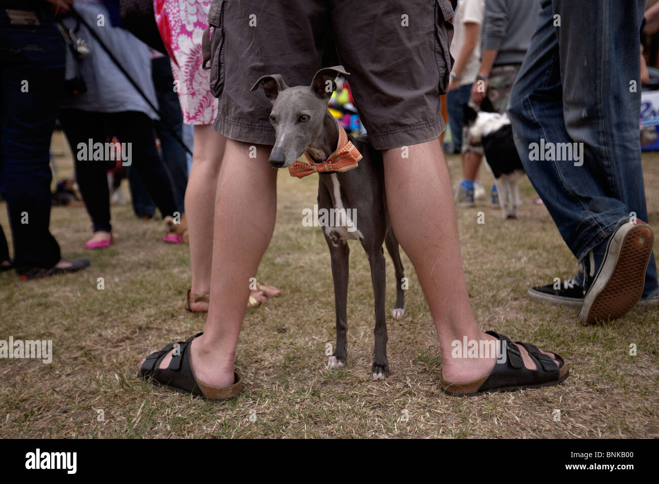 Lurcher puppy dog hires stock photography and images Alamy