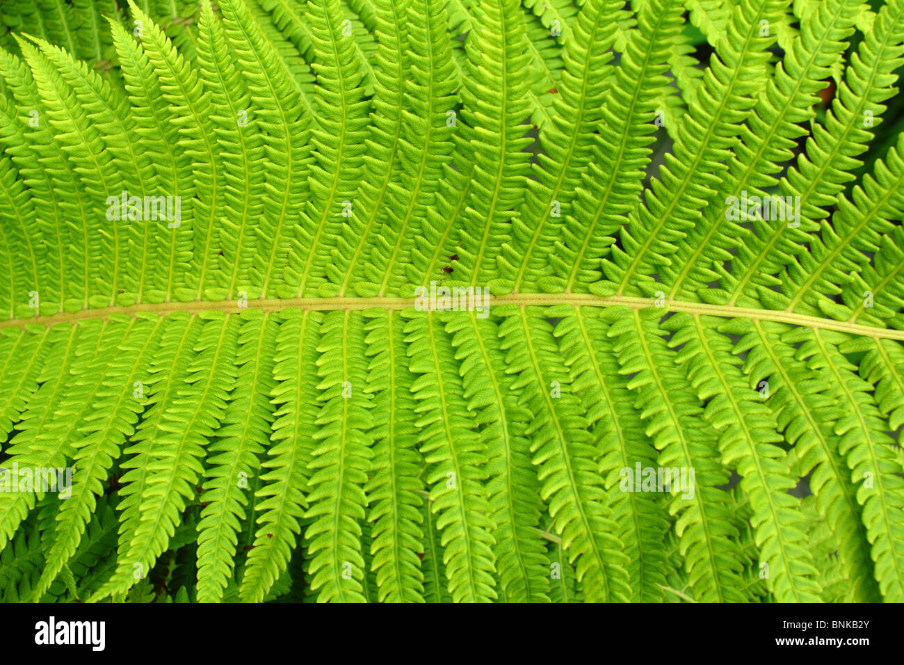 Fresh green spring fern leaf Dryopteris filix mas Stock Photo