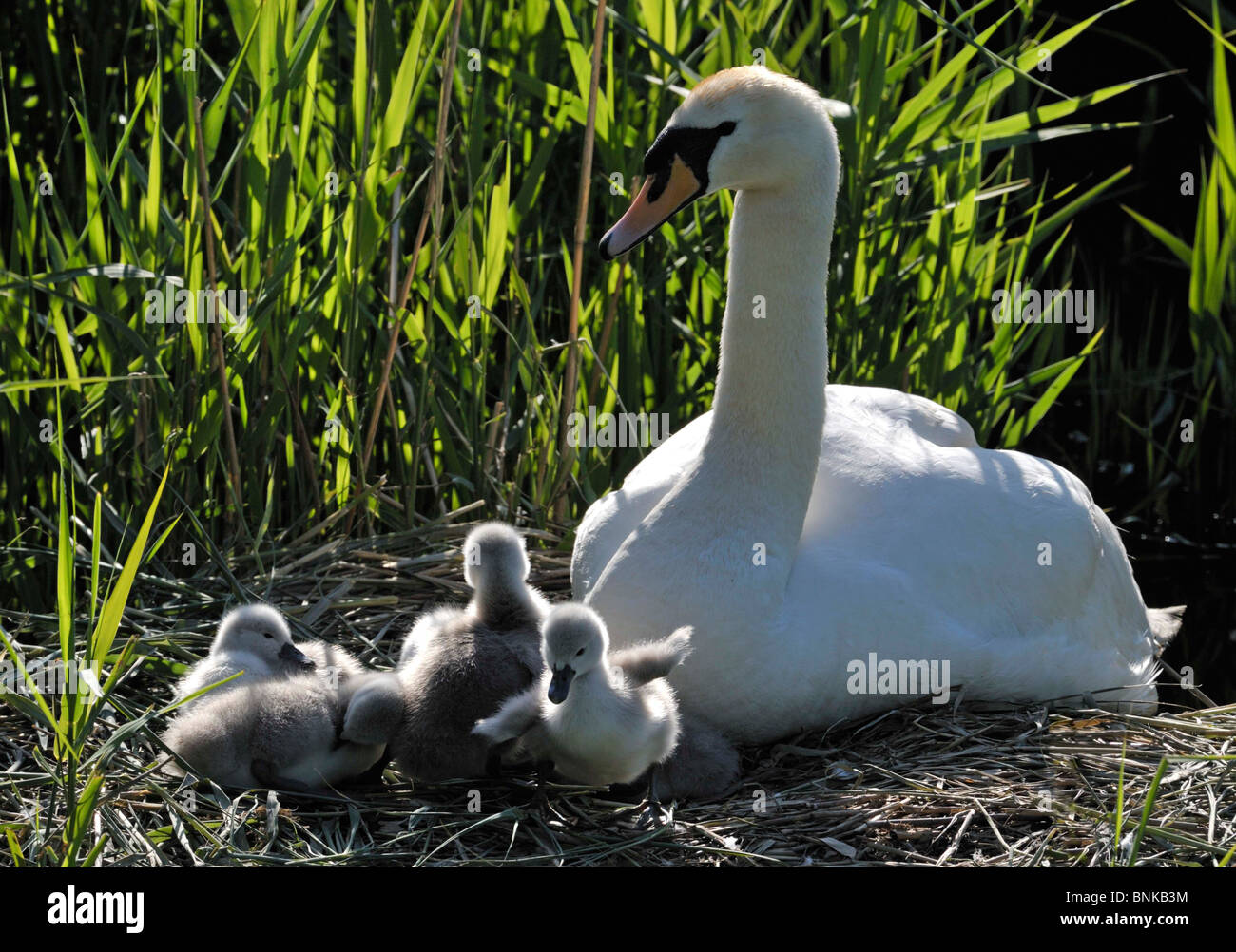 Mute Swan with chicks. (Cygnus olor Stock Photo Alamy