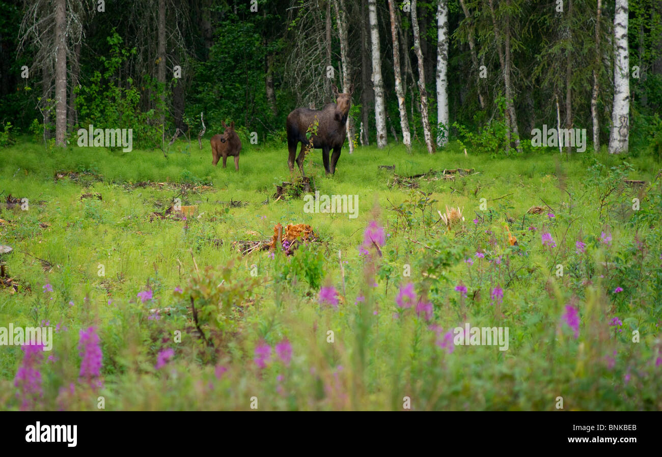 Moose foraging in Alaska Stock Photo - Alamy