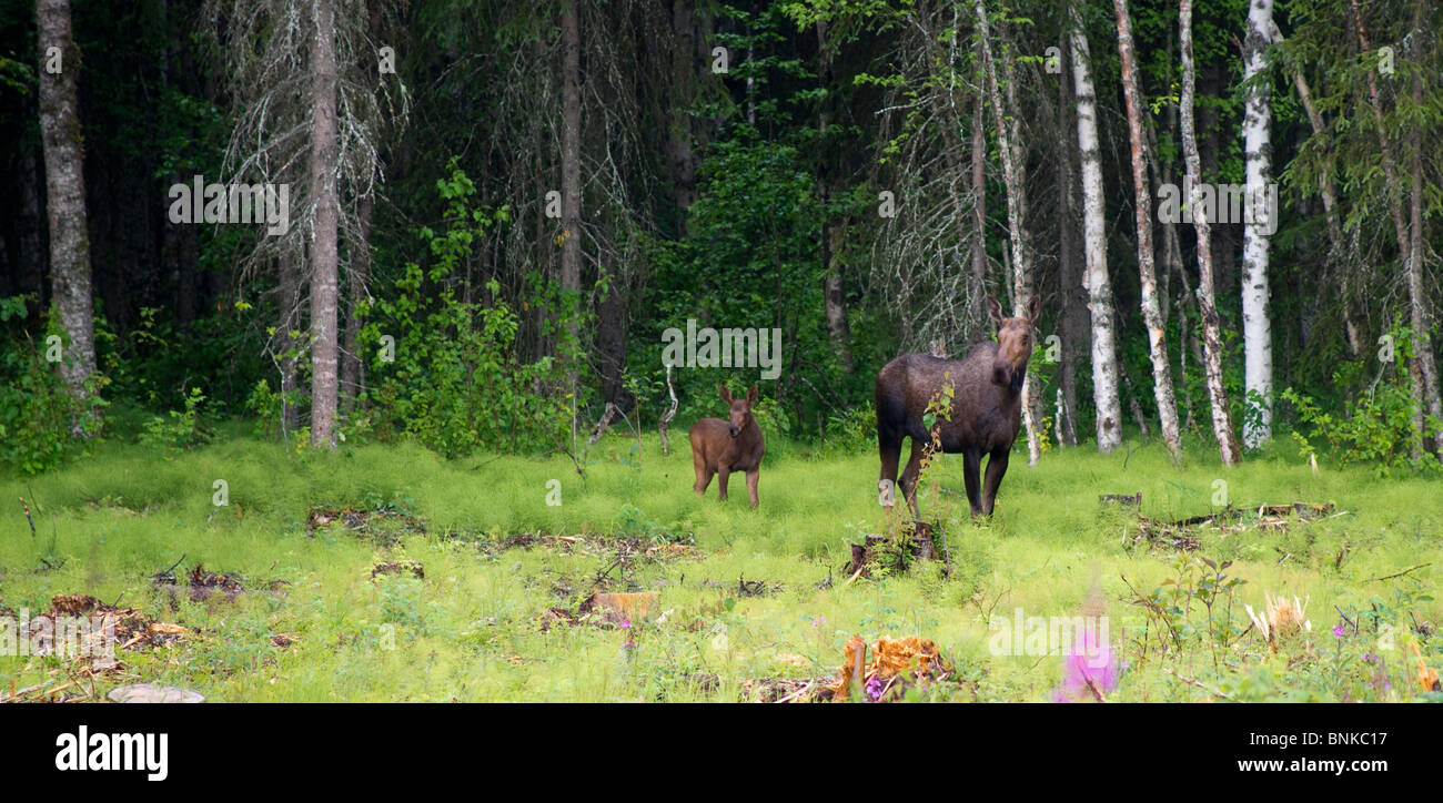 Moose foraging in Alaska Stock Photo - Alamy