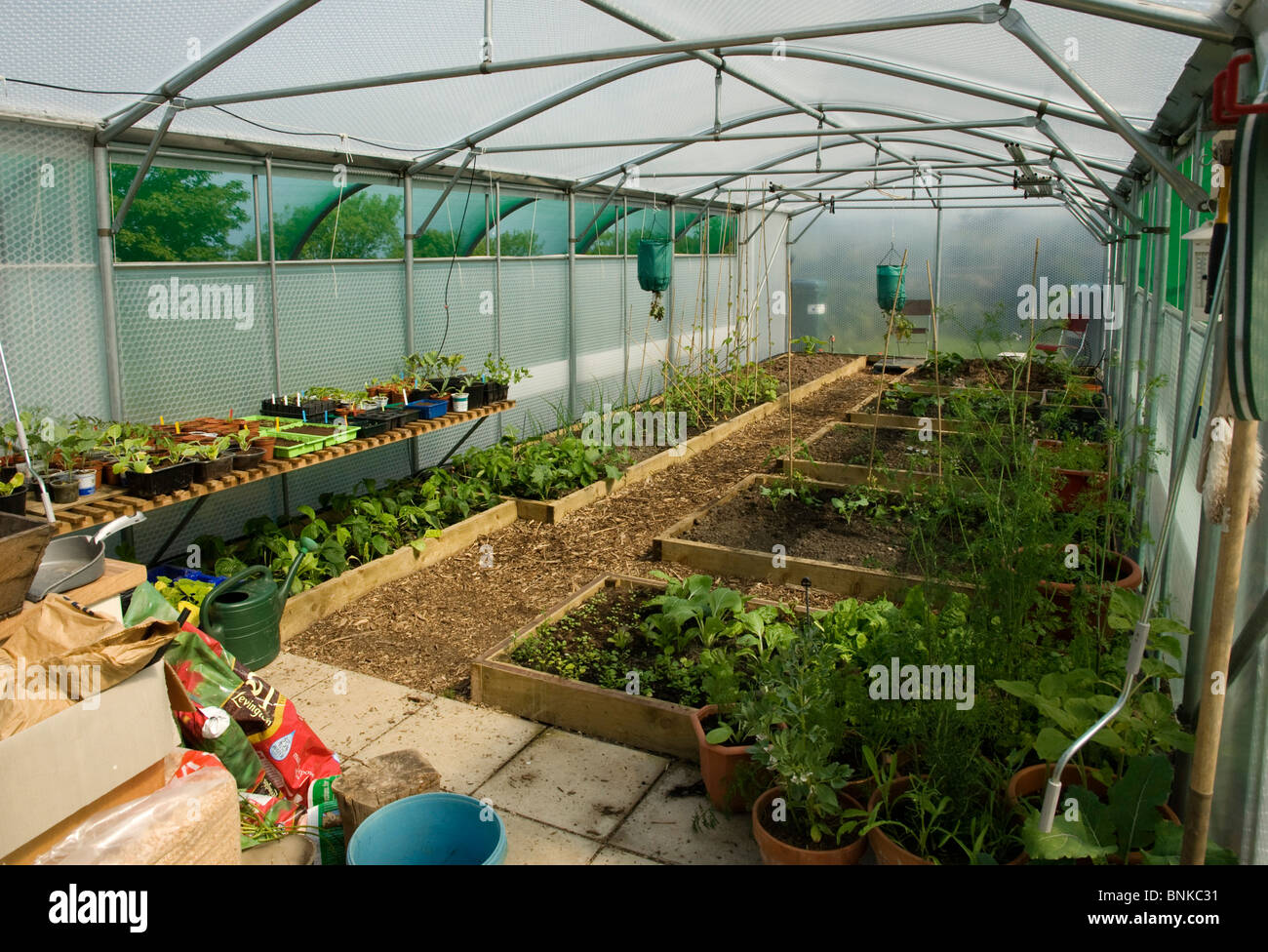 Kedar polytunnel greenhouse looking inside with raised vegetable beds Stock Photo