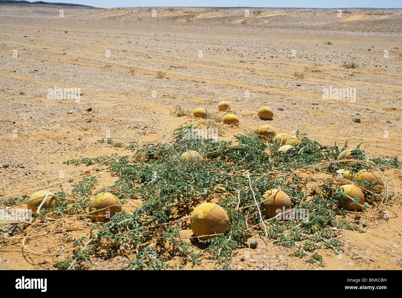 Colocynth (Colocynthis citrullus, Citrullus colocynthis), also known as 'Bitter-apple', Sahara, Libya. Stock Photo