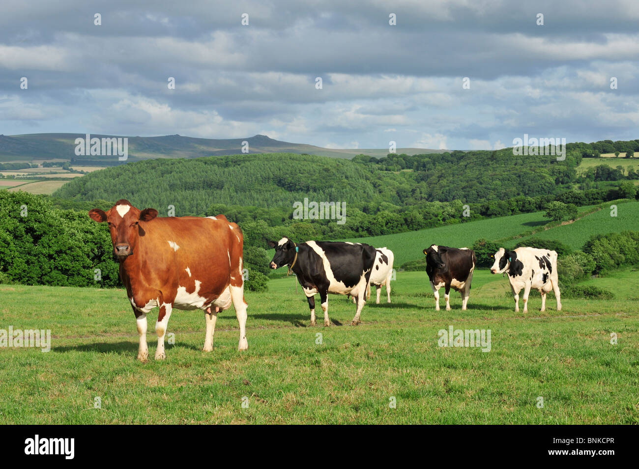 dairy cows  grazing in devon Stock Photo