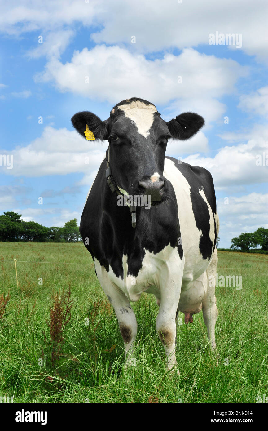 holstein cow in grass Stock Photo