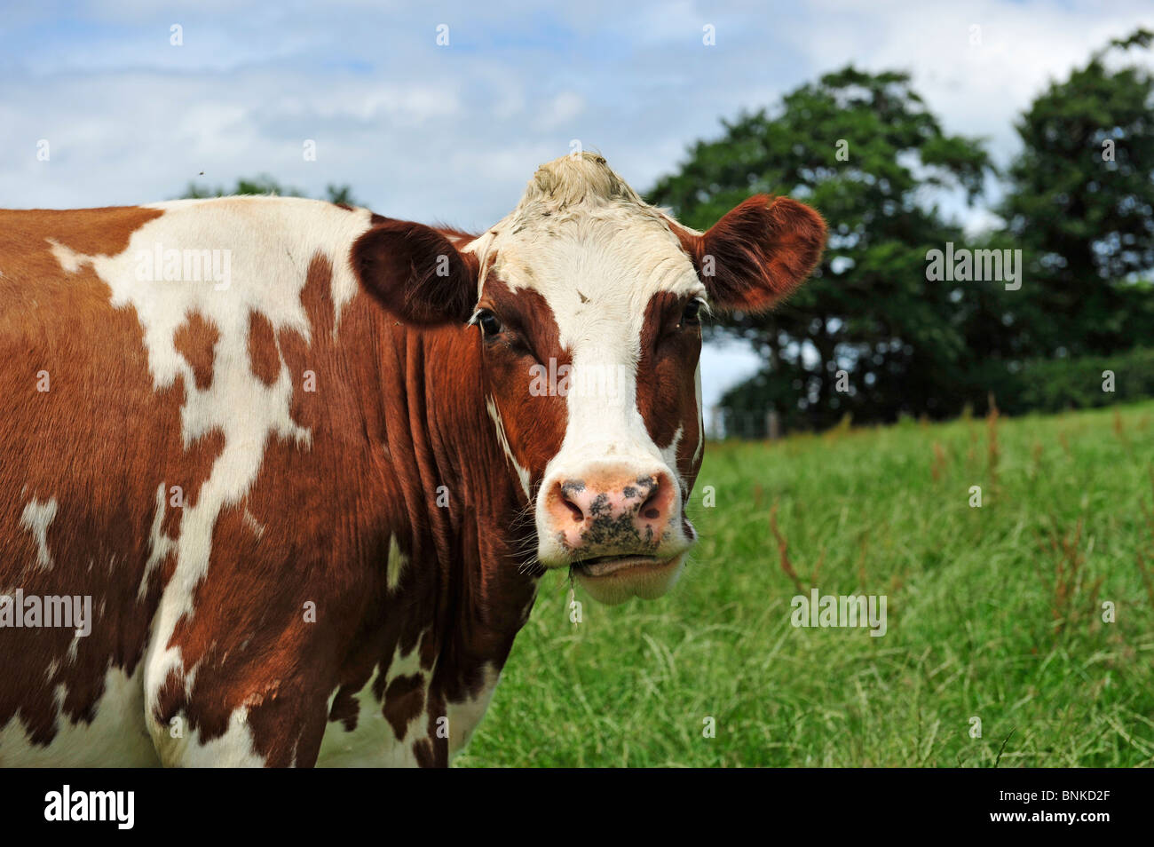 dairy cow in field Stock Photo