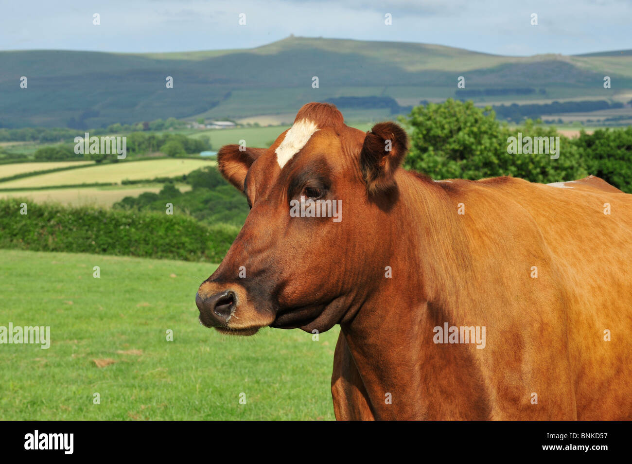 ayrshire cow in field Stock Photo