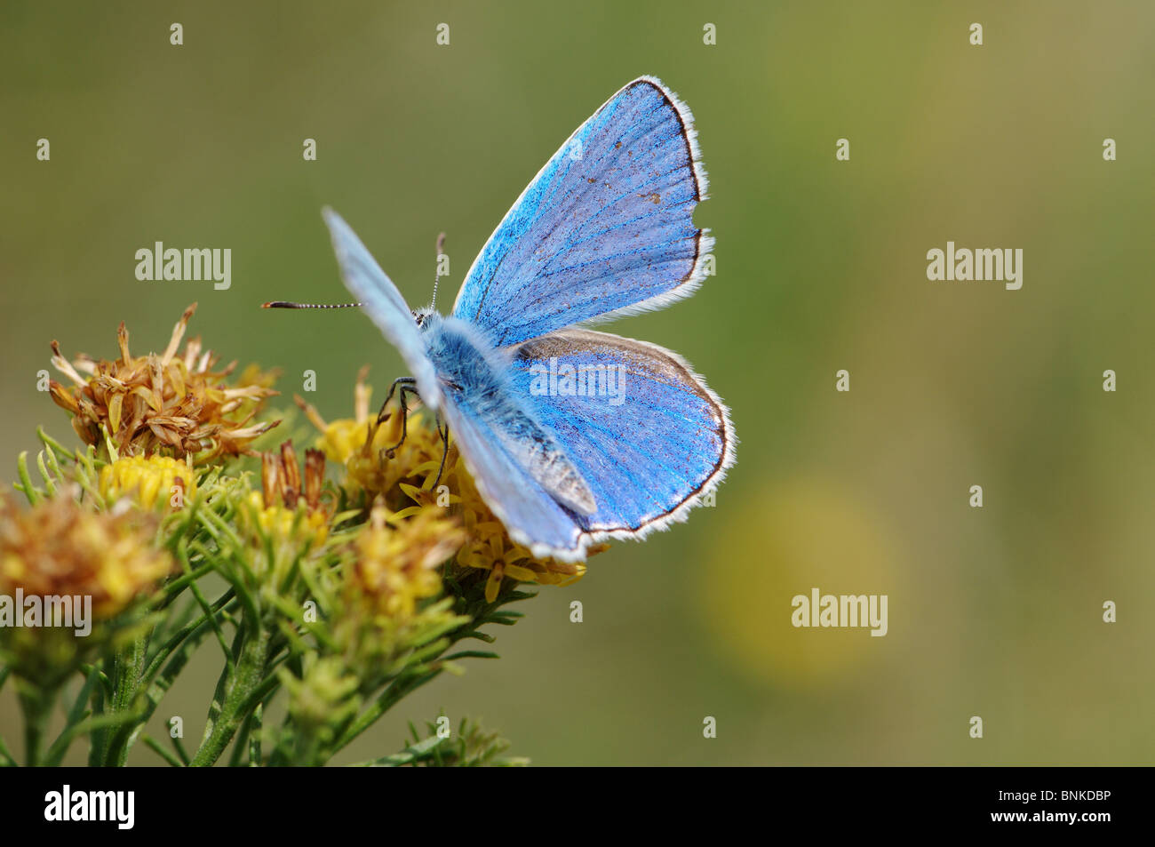 blue Lycaenidae butterfly butterflies insect insects protected indigenous spotted blue animal animals fauna wildlife wild Stock Photo