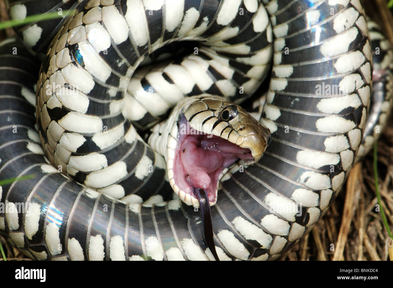 Grass snake colubrid colubrids Natrix natrix helvetica snake snakes reptile reptiles general view akinesia playing dead defense Stock Photo