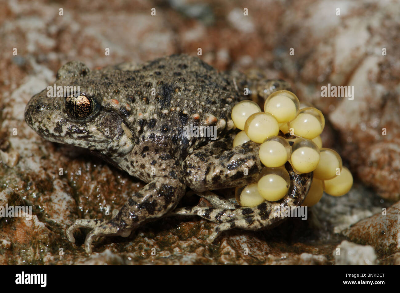 toad toads midwife toad Alytes obstetricans Amphibian Amphibians brood ...