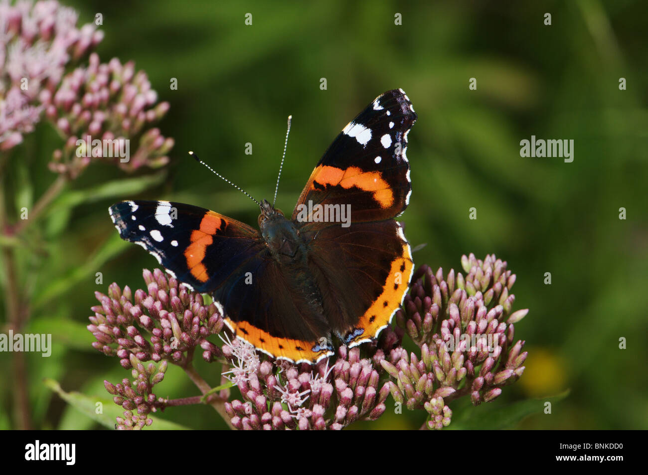 Red Admiral Vanessa atalanta butterfly butterflies insect insects protected indigenous orange black white brown spotted animal Stock Photo