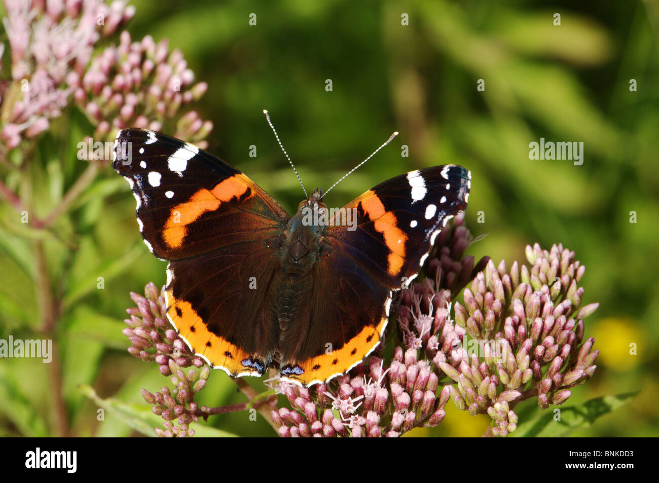 Red Admiral Vanessa atalanta butterfly butterflies insect insects protected indigenous orange black white brown spotted animal Stock Photo