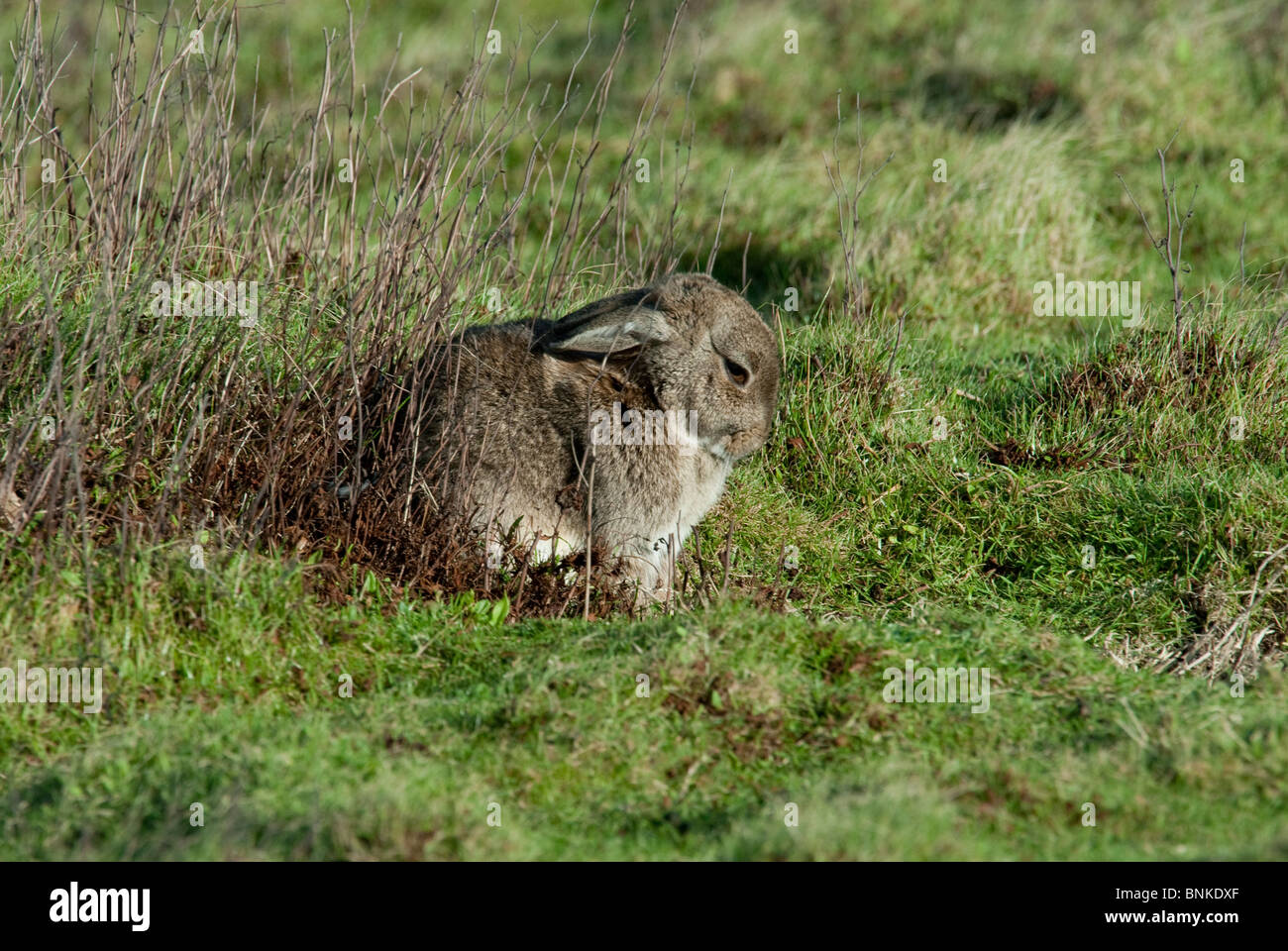 A wild rabbit Oryctolagus cunniculus resting in a field Stock Photo