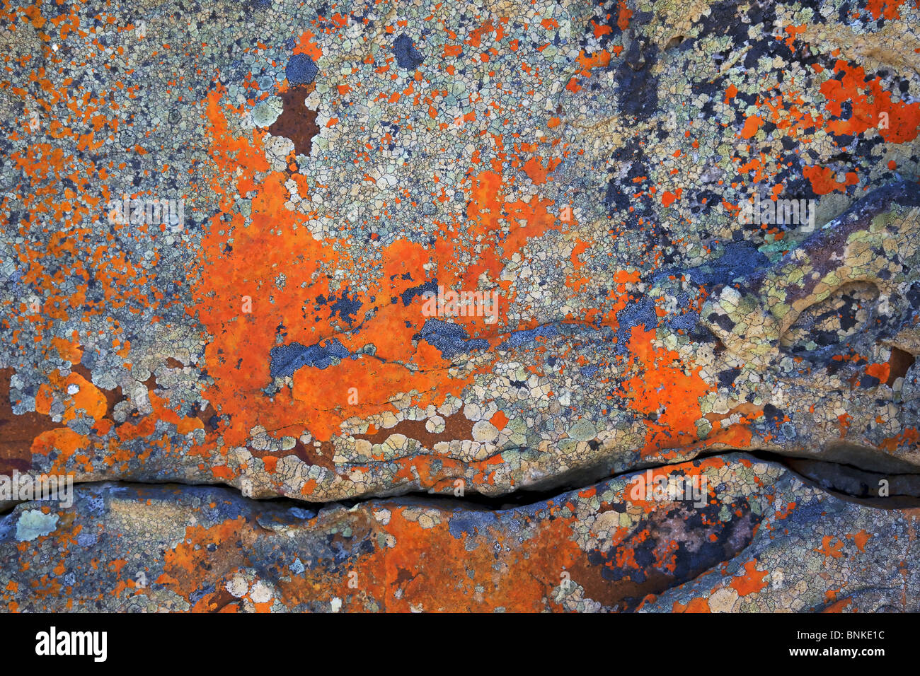 Abstract lichen patterns on a rock, Cape of Good Hope, Table Mountain National Park, South Africa. Stock Photo