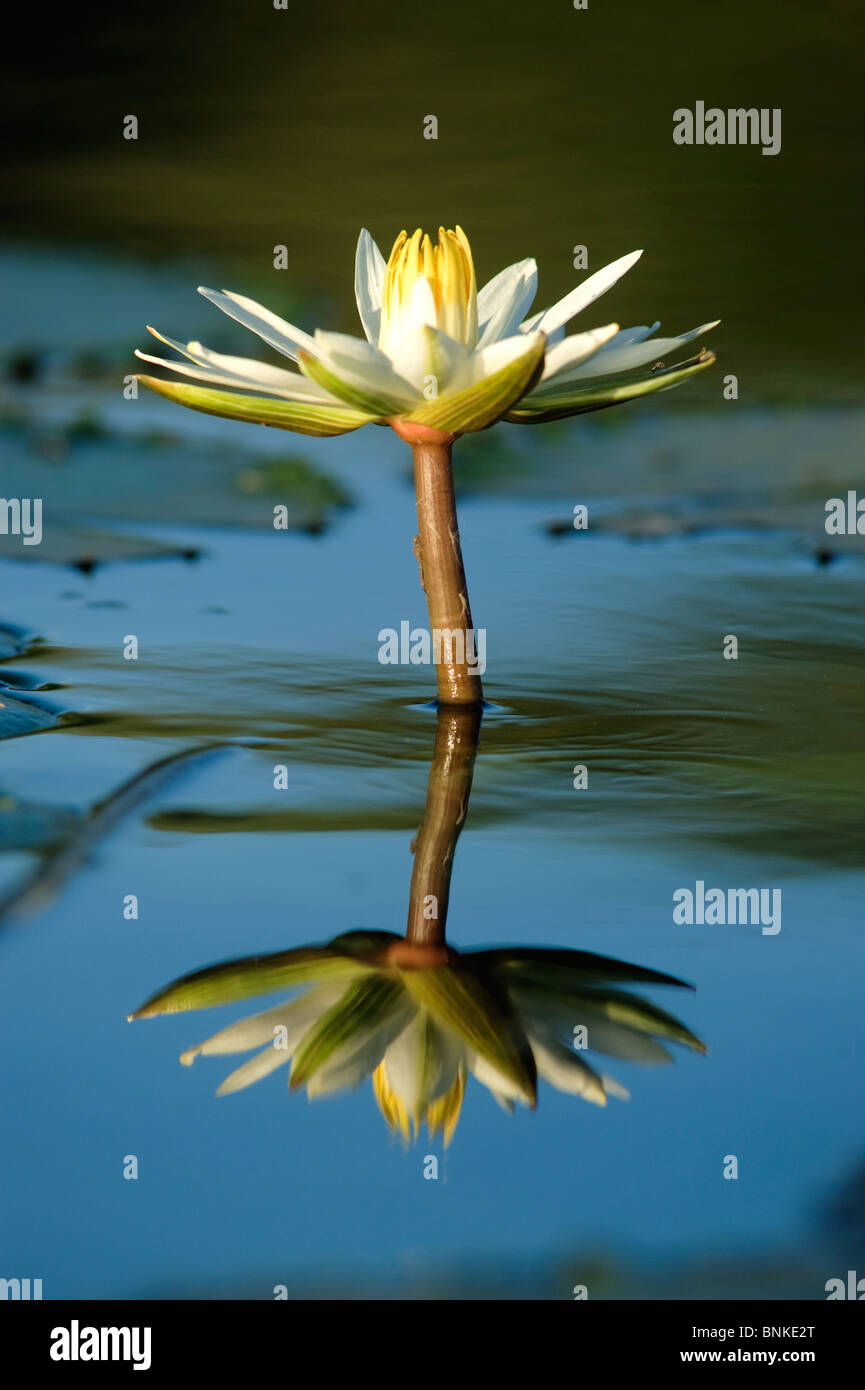 Water Lily close up, reflected in still blue water. Pongola, Kwazulu Natal, South Africa Stock Photo