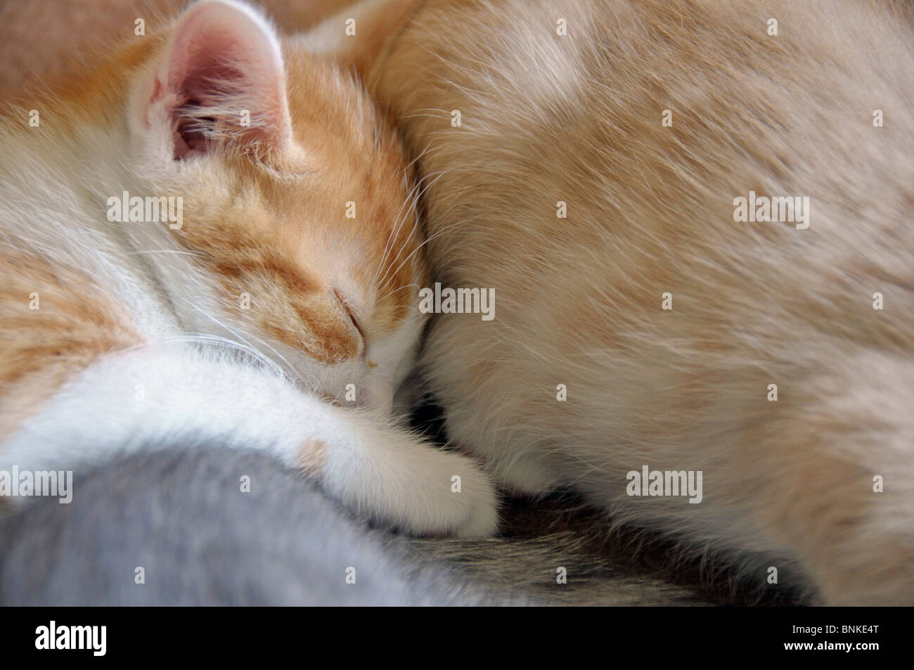 Animals Beasts to house cat kitten pussy's cat 2 months young small grow  doze sweetly sweetly tiredly cuddle sleeping snuggling Stock Photo - Alamy