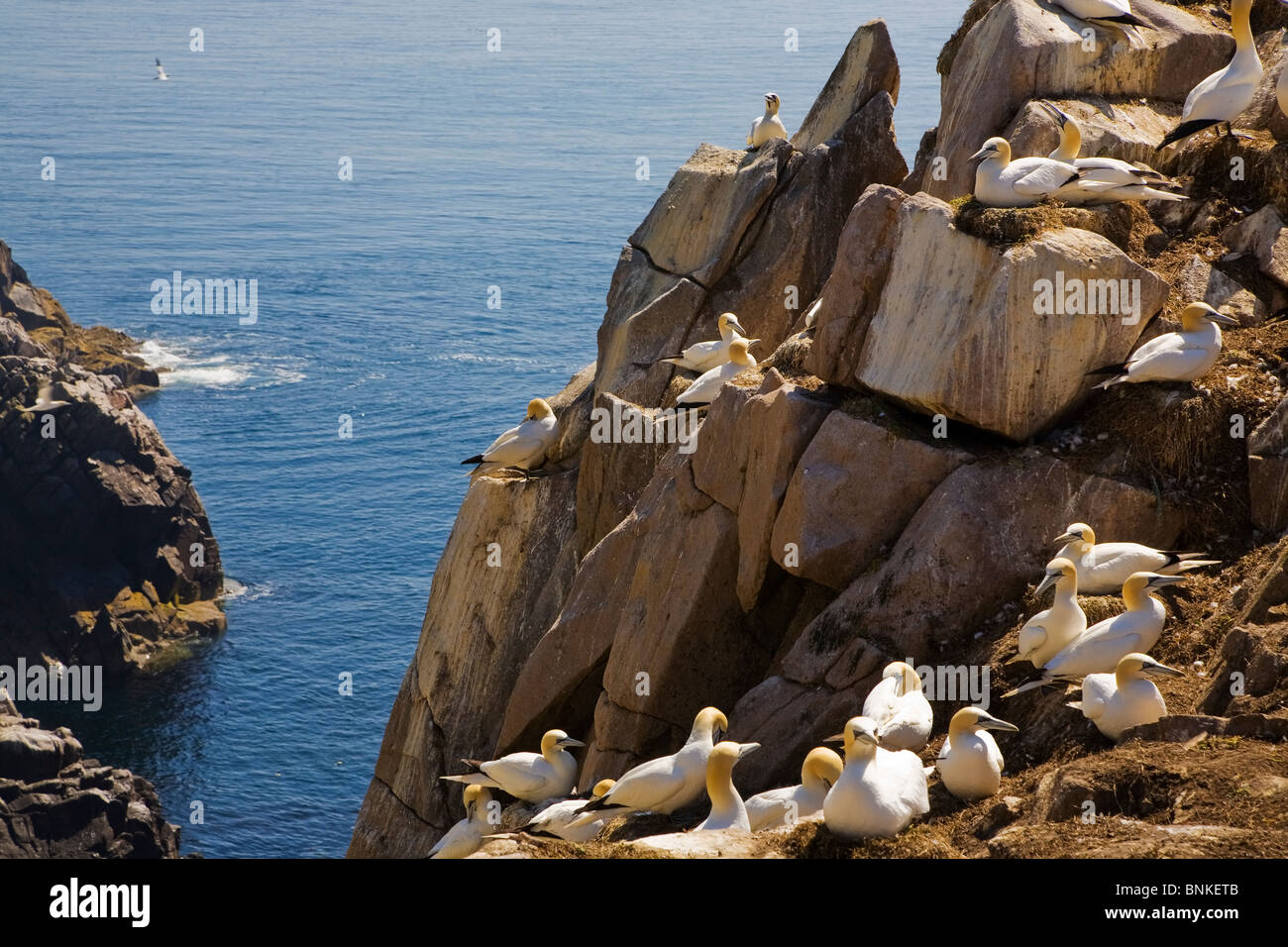 Gannet Colony, Great Saltee Bird Reserve, The Saltee Islands, County Wexford, Ireland Stock Photo