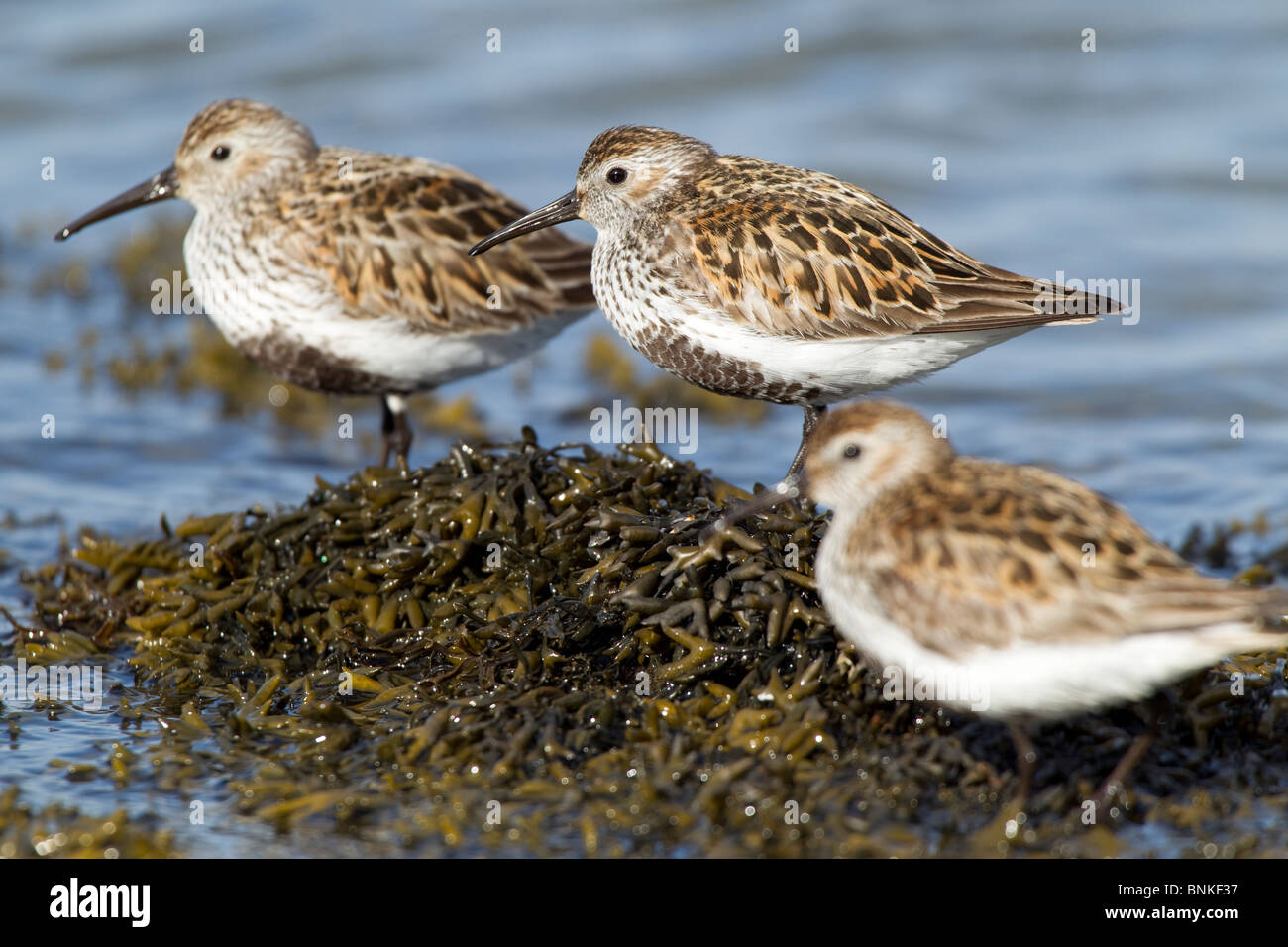 three dunlins in a tidel inlet in Cornwall Stock Photo