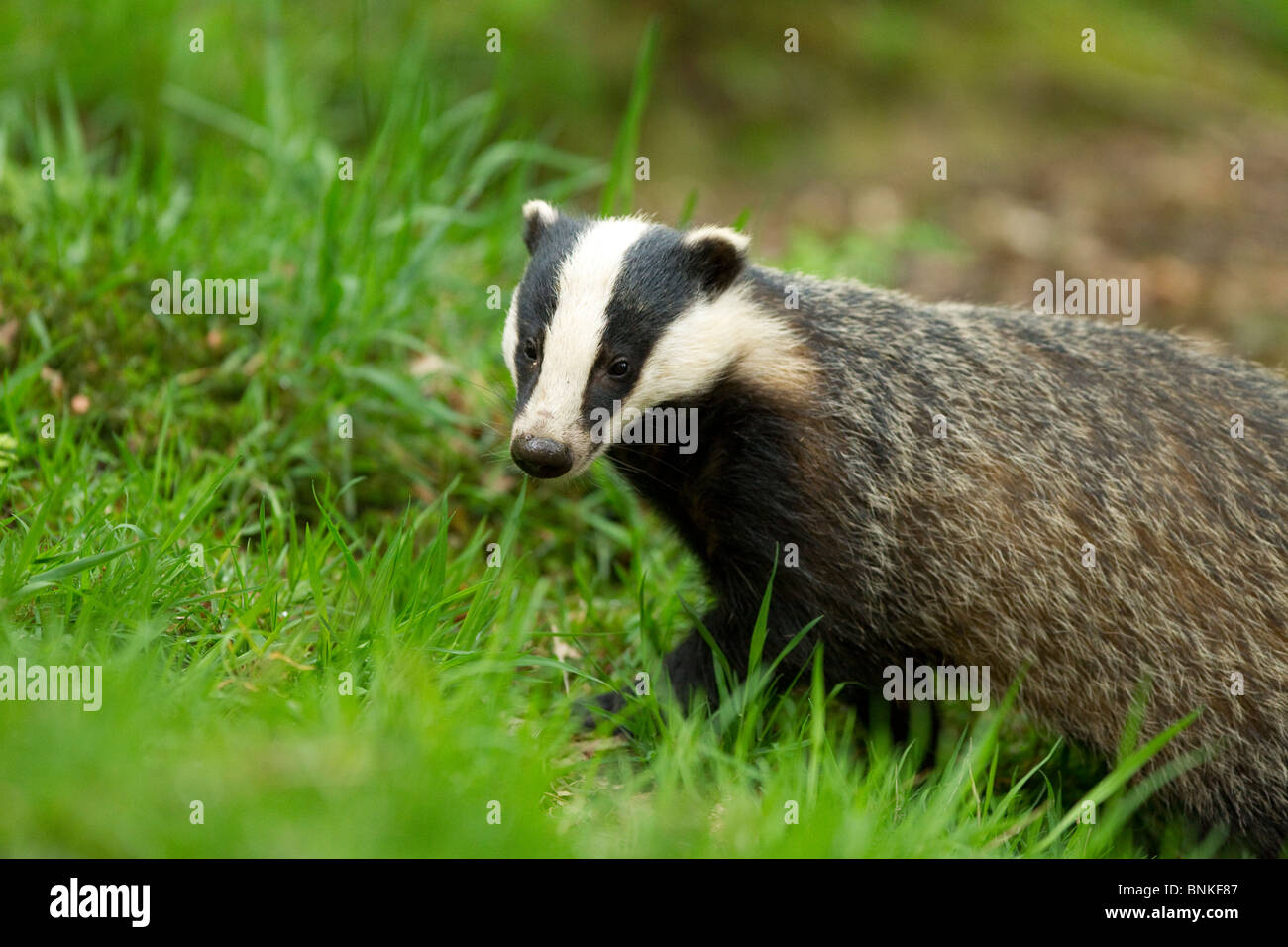 a badger looks up from feeding in a woodland Stock Photo