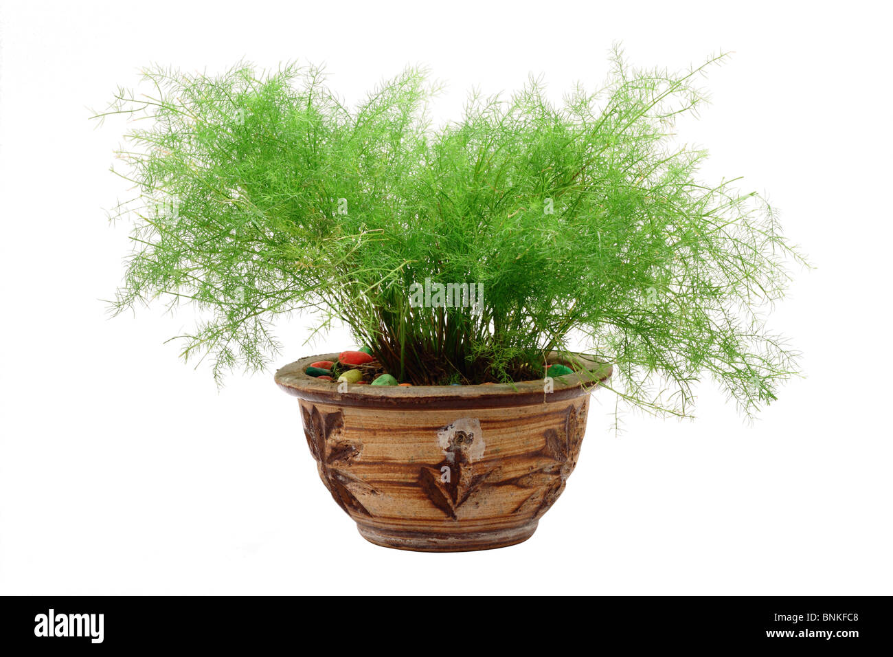A pot plant isolated in white background Stock Photo - Alamy