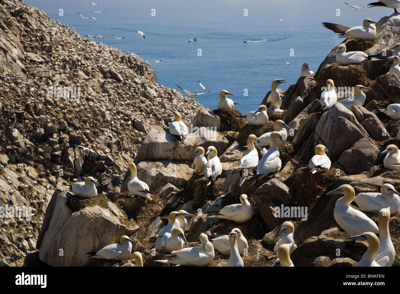 Gannet Colony, Great Saltee Bird Reserve, The Saltee Islands, County Wexford, Ireland Stock Photo