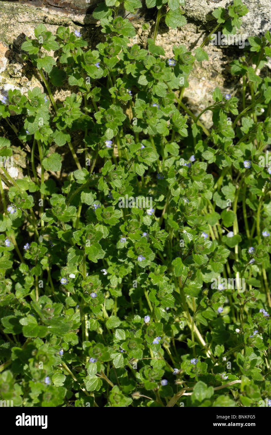 Blue ivy-leaved speedwell (Veronica hederifolia ssp hederifola) bold plant on flower Stock Photo