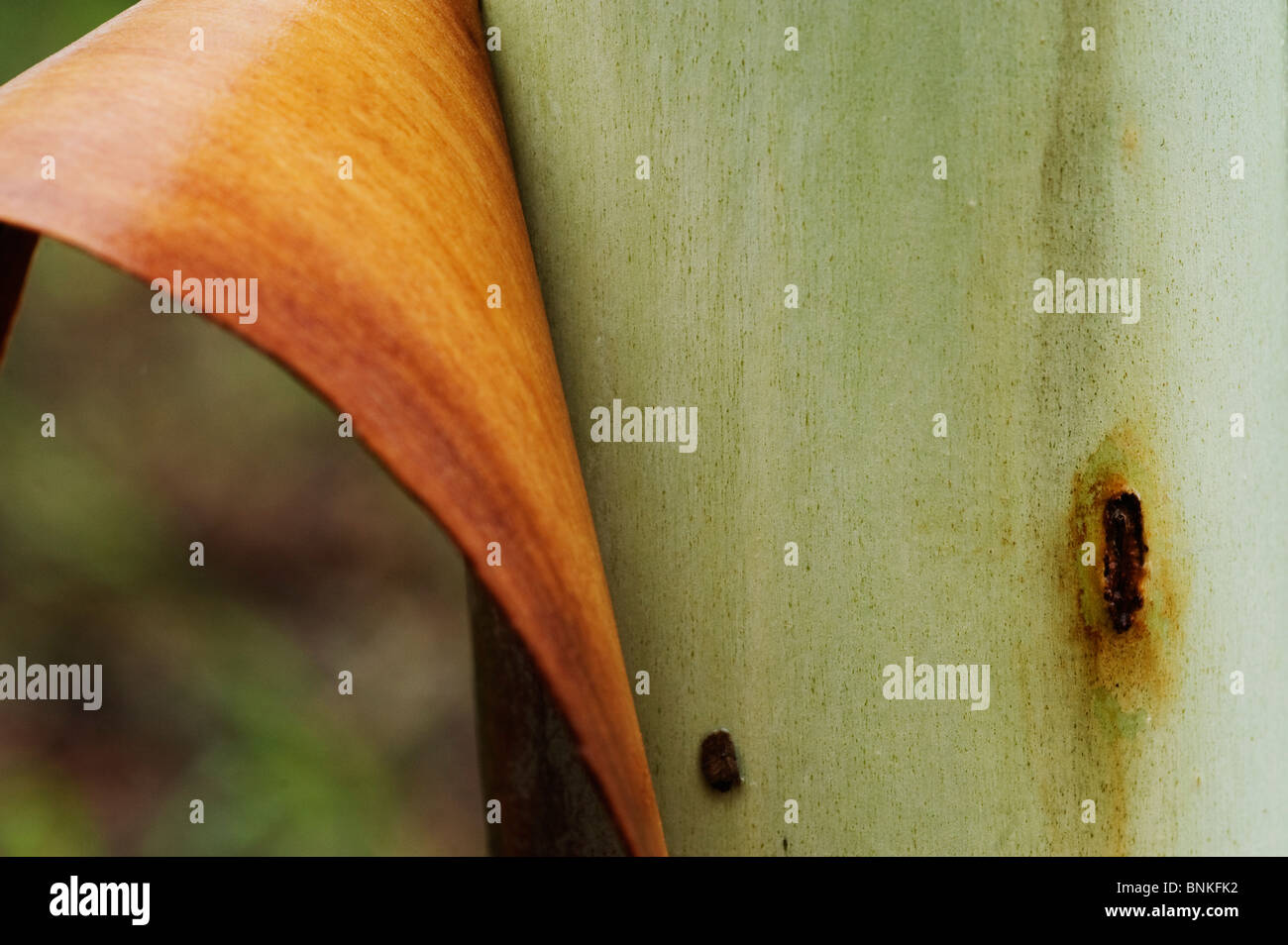 Bark peeling off a Gum tree. iSimangaliso Wetland park, St. Lucia