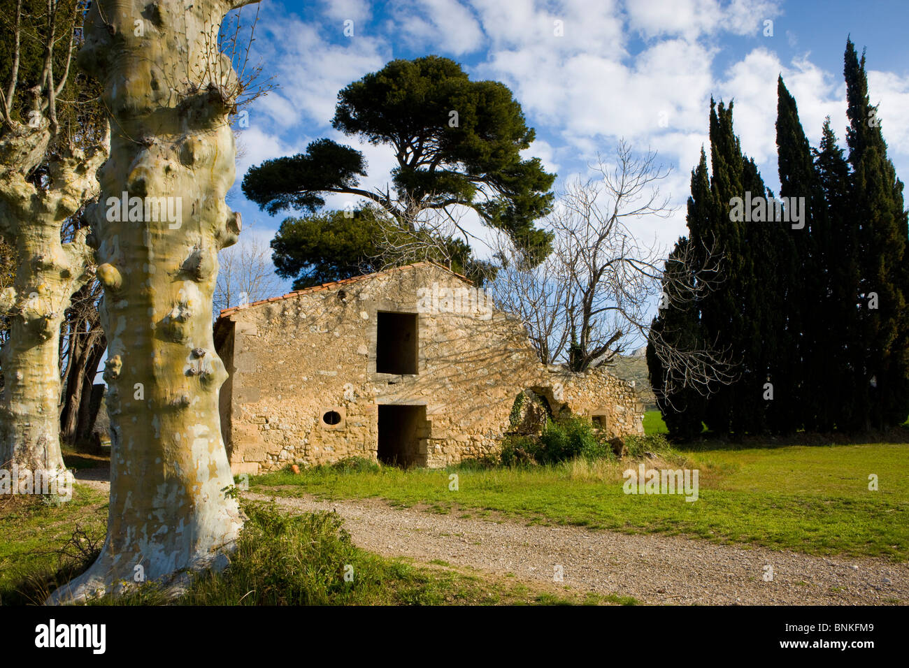 MaussanelesAlpilles France Provence trees plane trees pine cypresses