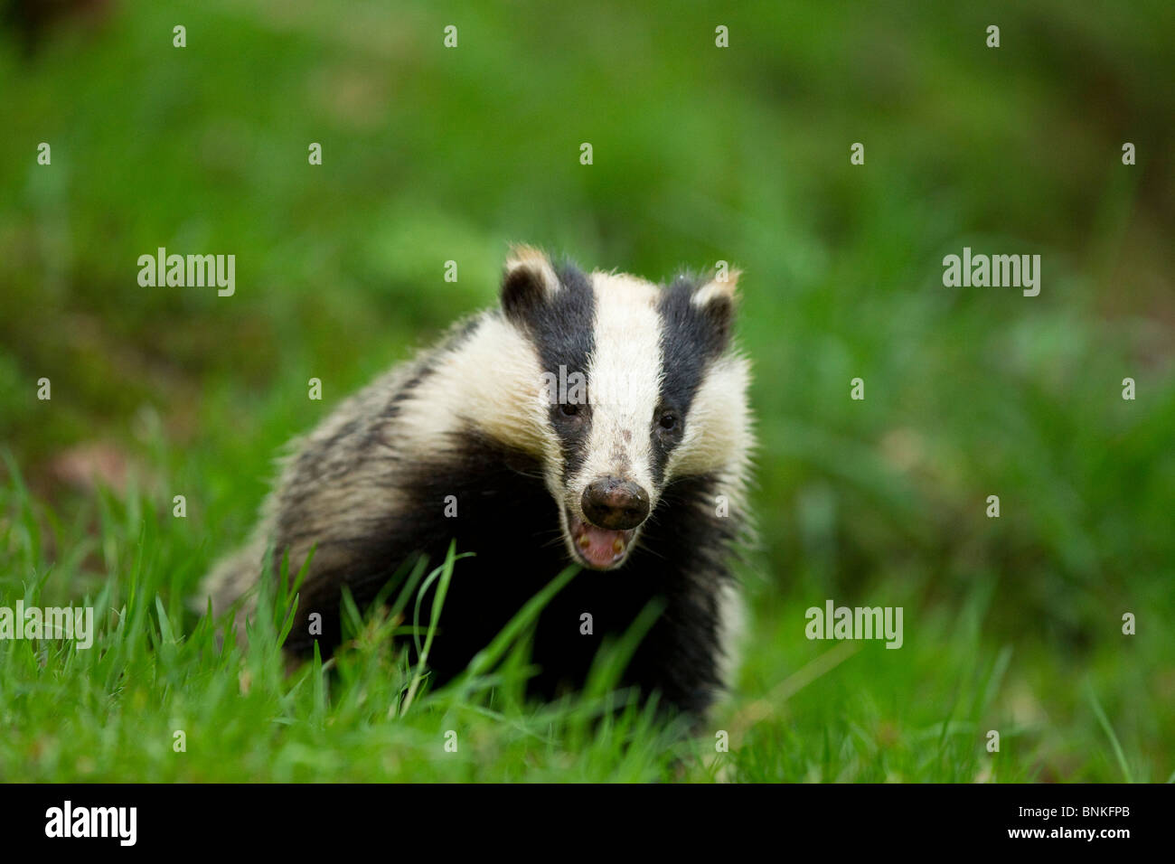 a badger calls out to the others of the sett in a woodland Stock Photo