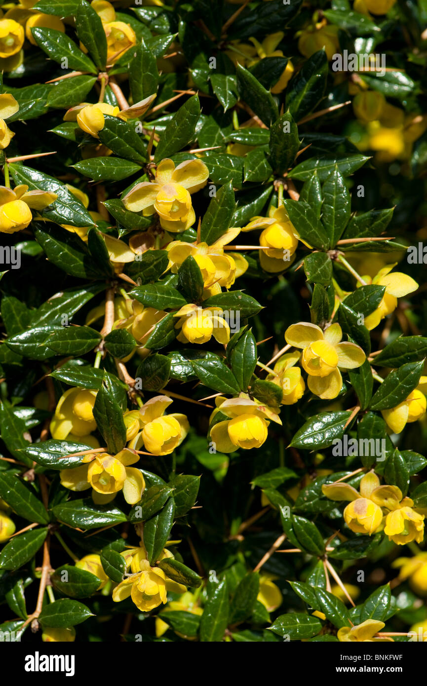 Barberry (Berberis verruculosa) pale yellow flowers on dark green evergreen foliage Stock Photo