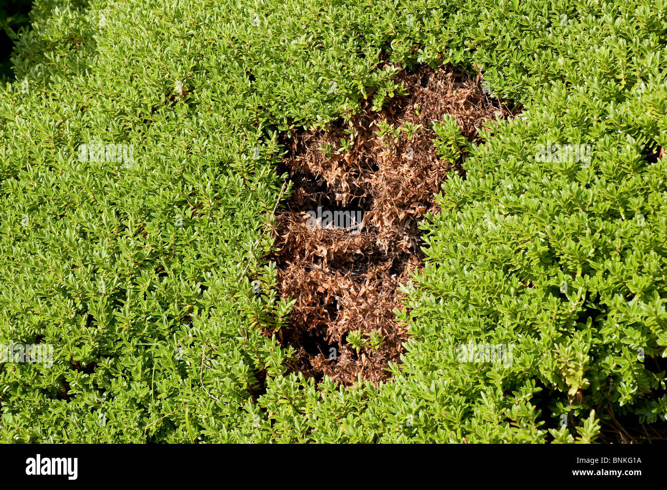 Localised dead-patch in hebe foliage growing along low hedge Stock Photo