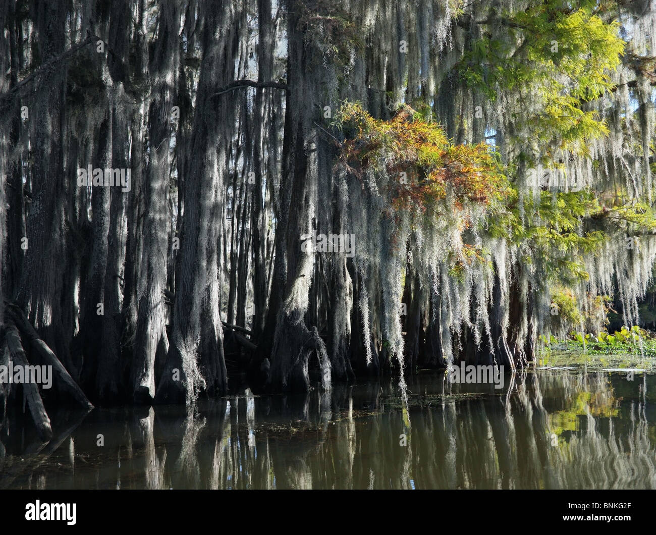 Spanish Moss hanging from Cypress Trees Stock Photo Alamy